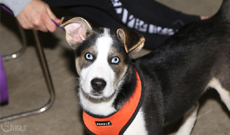 Prodogz Dog Training Medford Oregon Prodogz Positive Reinforcement Dog Training Co.