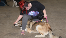 Prodogz dog training classes and Behavior Modification. Positive Reinforcement Dog Training Co.