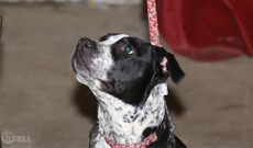 Prodogz Dog Training Rogue Valley's Premier Dog Training Facility Prodogz Dog Training serving the Rogue Valley Oregon.