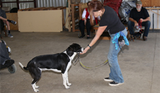 Prodogz Dog Training Rogue Valley's Premier Dog Trainer Prodogz Basic obedience dog training classes & Behavior Modification. Positive Reinforcement Dog Training Co.