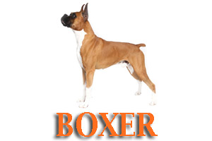 Boxer Dog Training in Medford Oregon and Southern Oregon | Prodogz Dog Training