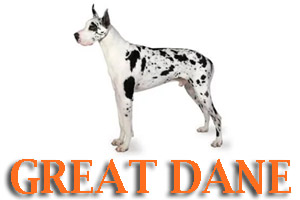 Great Dane Dog Training in Medford Oregon and Southern Oregon | Prodogz Dog Training