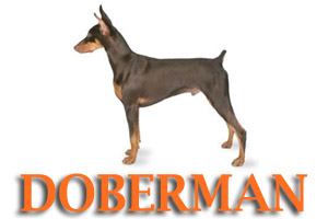 Doberman Dog Training in Medford Oregon and Southern Oregon | Prodogz Dog Training