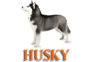 Siberian Husky Dog Training in Medford Oregon and Southern Oregon | Prodogz Dog Training