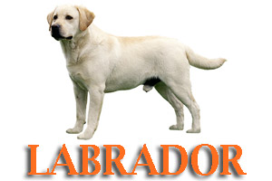 Lab Dog Training in Medford Oregon and Southern Oregon | Prodogz Dog Training