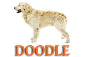 Labradoodles Dog Training in Medford Oregon and Southern Oregon | Prodogz Dog Training