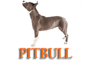 Pitbulls Dog Training in Medford Oregon and Southern Oregon | Prodogz Dog Training