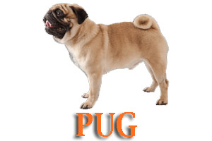 Pug Dog Training in Medford Oregon and Southern Oregon | Prodogz Dog Training