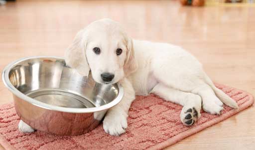 dog training near me, rogue valley dog training, medford dog training, professional dog training