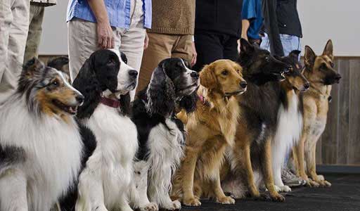 dog training near me, rogue valley dog training, medford dog training, professional dog training