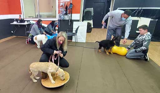 dog training near me, rogue valley dog training, medford dog training, professional dog training