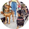 Pack Walk