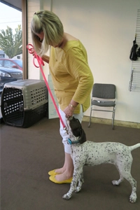 Medford Private dog training