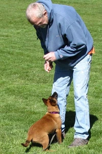 Medford puppy training