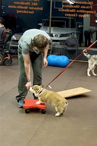 puppy classes near me