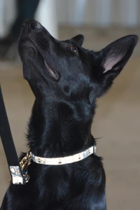 Rogue Valley puppy training