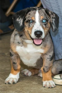 Puppy socializing classes