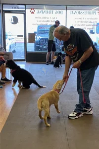 Loose leash walking dog training
