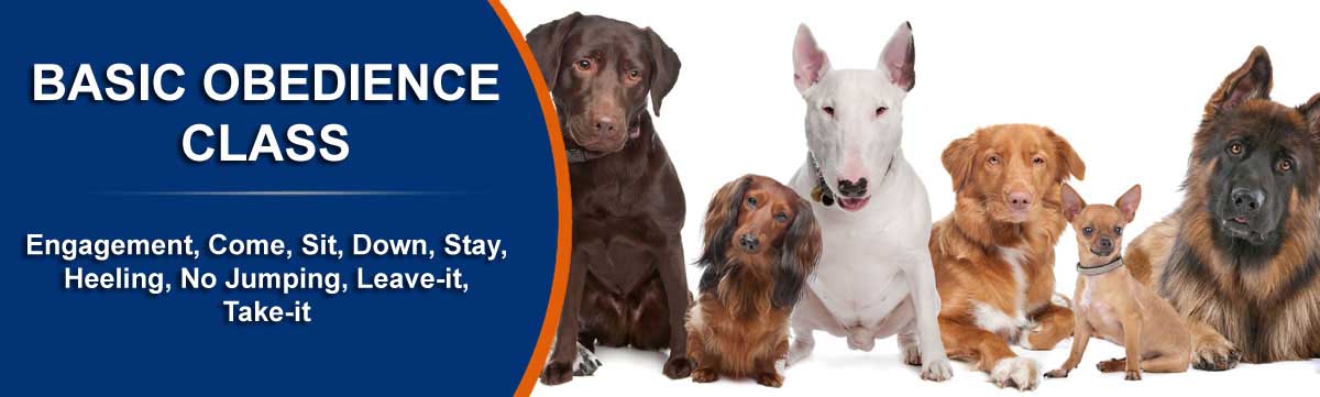 dog training near me, rogue valley dog training, medford dog training, professional dog training