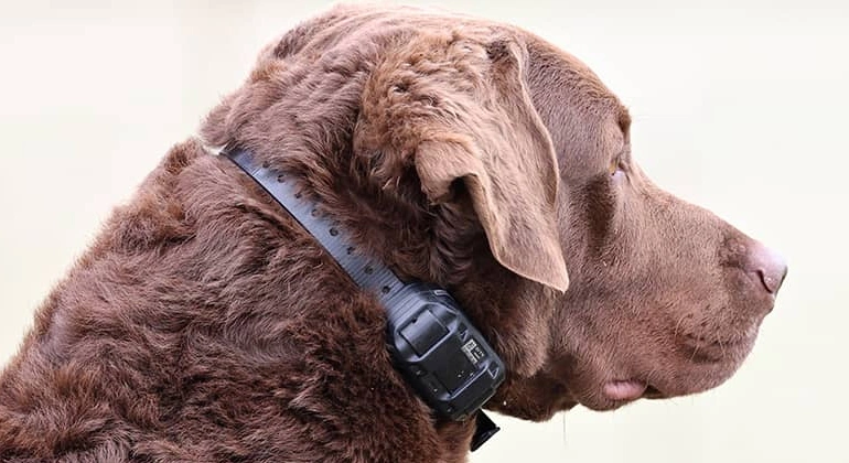 E-Collar