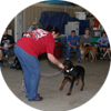 Prodogz Puppy/Dog Obedience Class