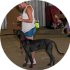 Prodogz Private Obedience Training