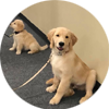 Prodogz Puppy/Dog Obedience Class