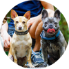 Virtual Dog Training - Medford - Rogue Valley - Southern Oregon