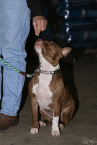 Private training for reactive dogs