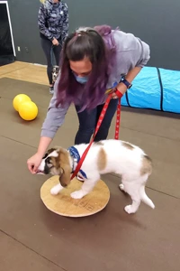 Dog Training Medford puppy class