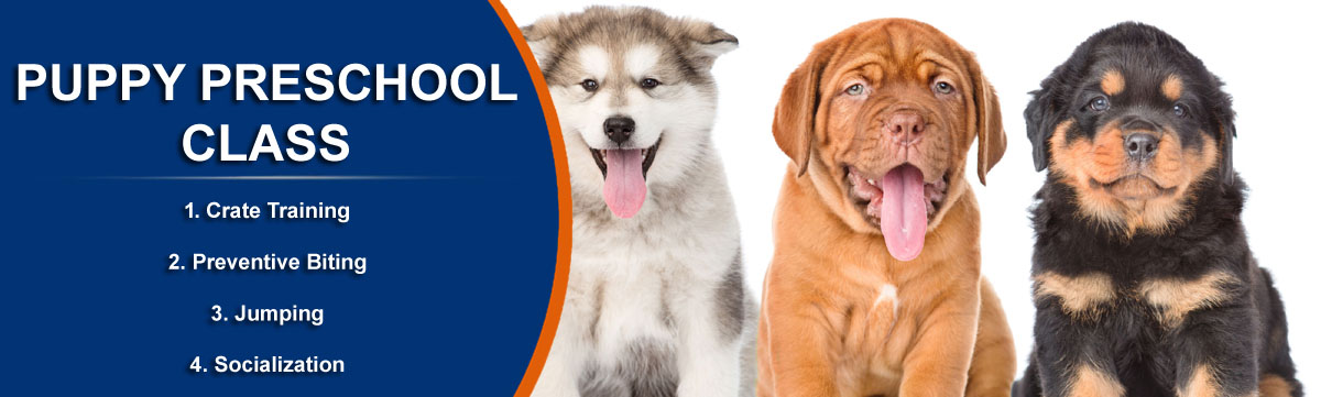 dog training near me, rogue valley dog training, medford dog training, professional dog training