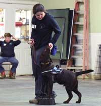 dog training near me, rogue valley dog training, medford dog training, professional dog training