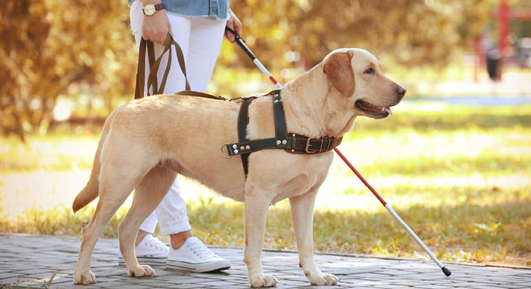 Service Dog